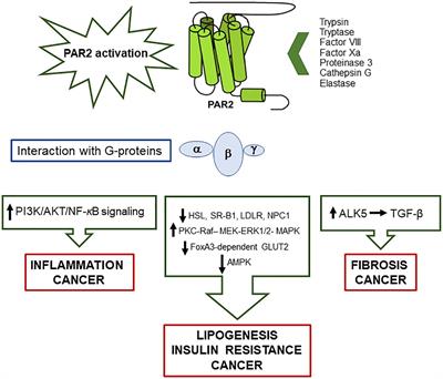 Protease activated receptor 2 as a novel druggable target for the treatment of metabolic dysfunction-associated fatty liver disease and cancer